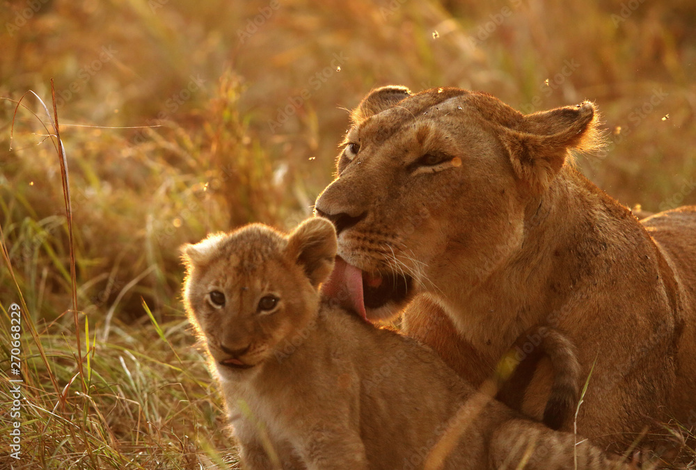 Fototapeta premium A back lit image with closeup of lion and cub at Masai Mara, Kenya 