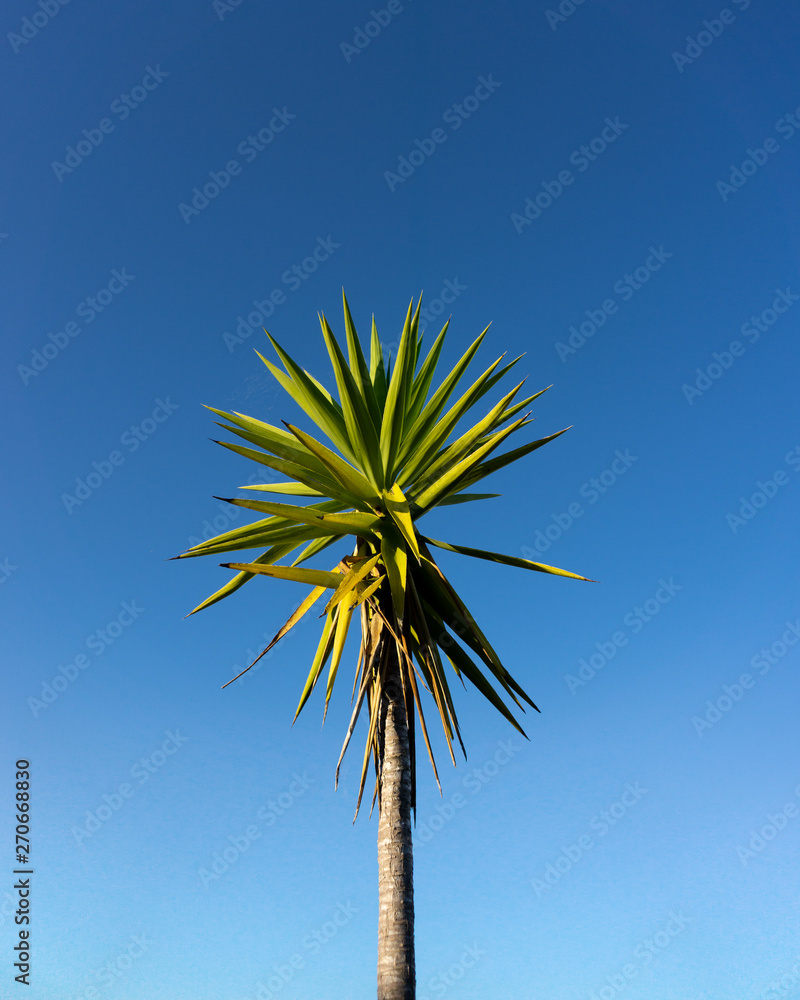 Fototapeta premium Palm Tree with sky background