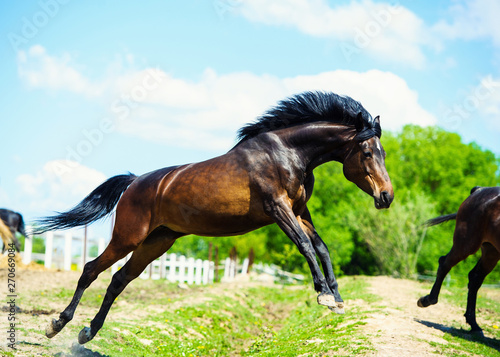 Arab horse runs on a green summer meadow