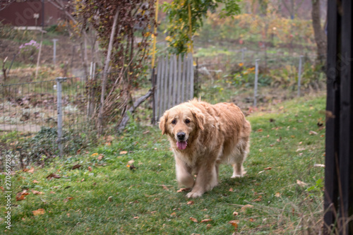 old happy golden retriever dog
