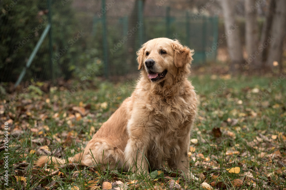 old happy golden retriever dog old happy golden retriever dog