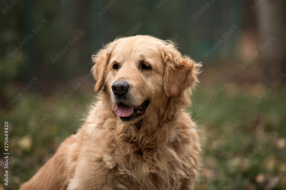 old happy golden retriever dog