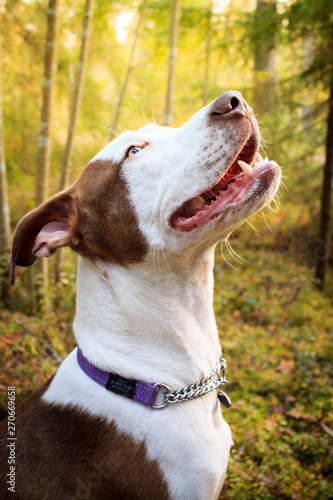 Happy Dog