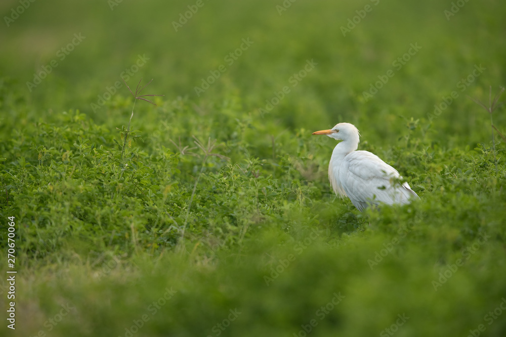 Cattle egret on green, Bahrain