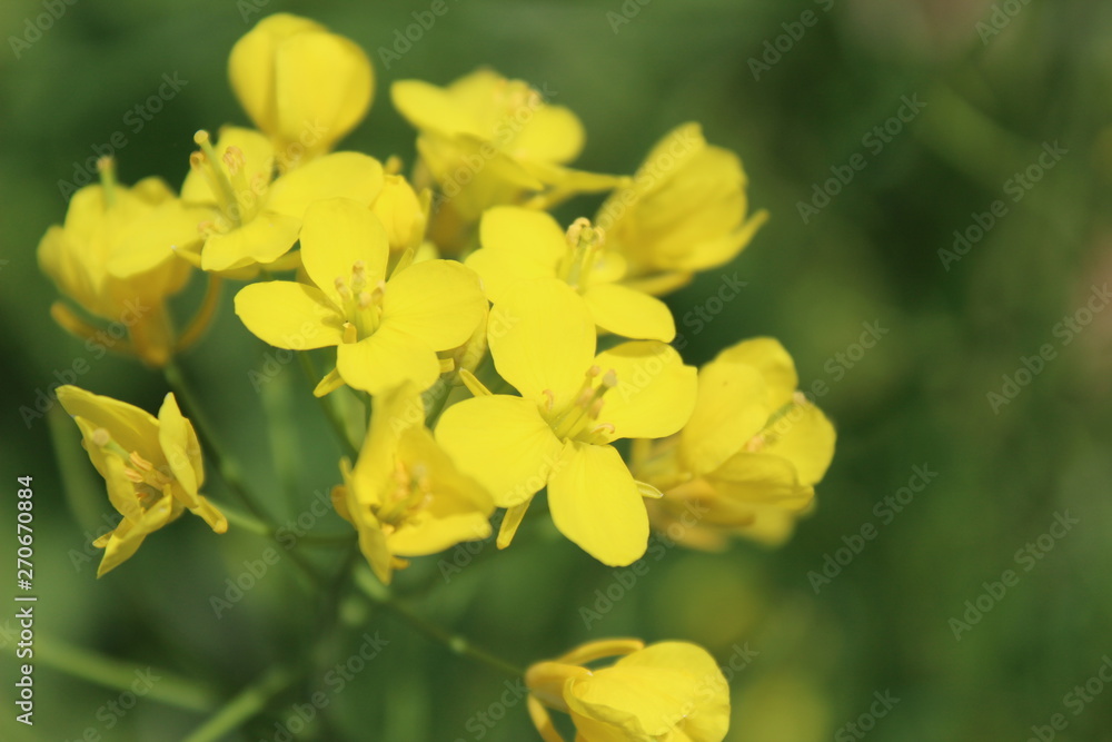 Rapseed flowers in full bloom Rapseed flowers in full bloom