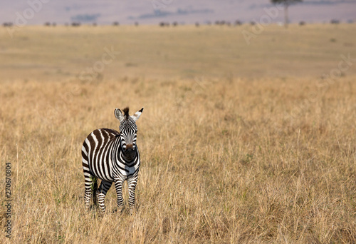 Zebra in the Savannah  Masai Mara
