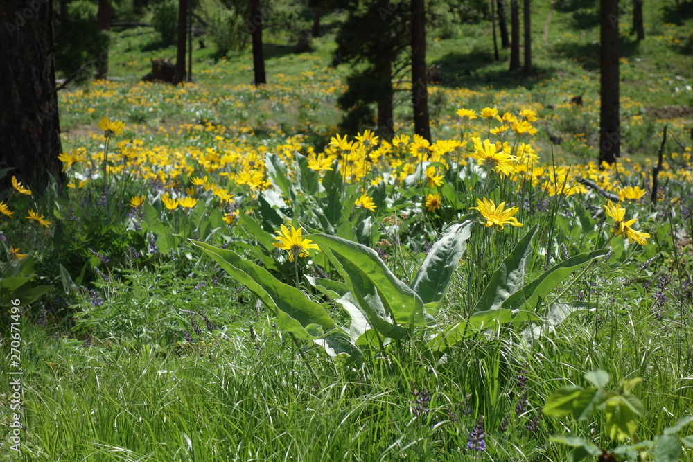 Fototapeta premium Landscapes of the Pacific Northwest
