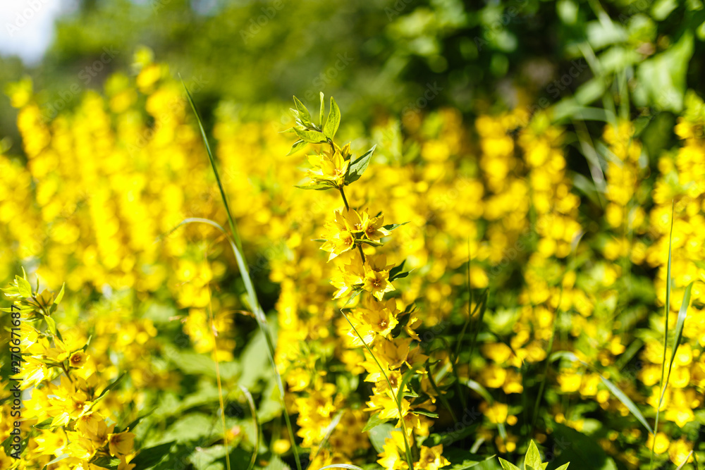 Obraz premium Yellow flower with many buds in the field among the same flowers. A field of yellow flowers with blurred background.
