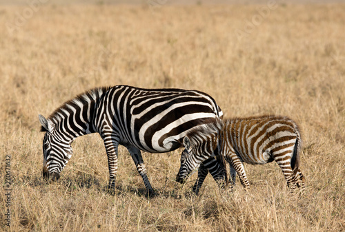 Mother and baby grazing at Masai Mara  Kenya