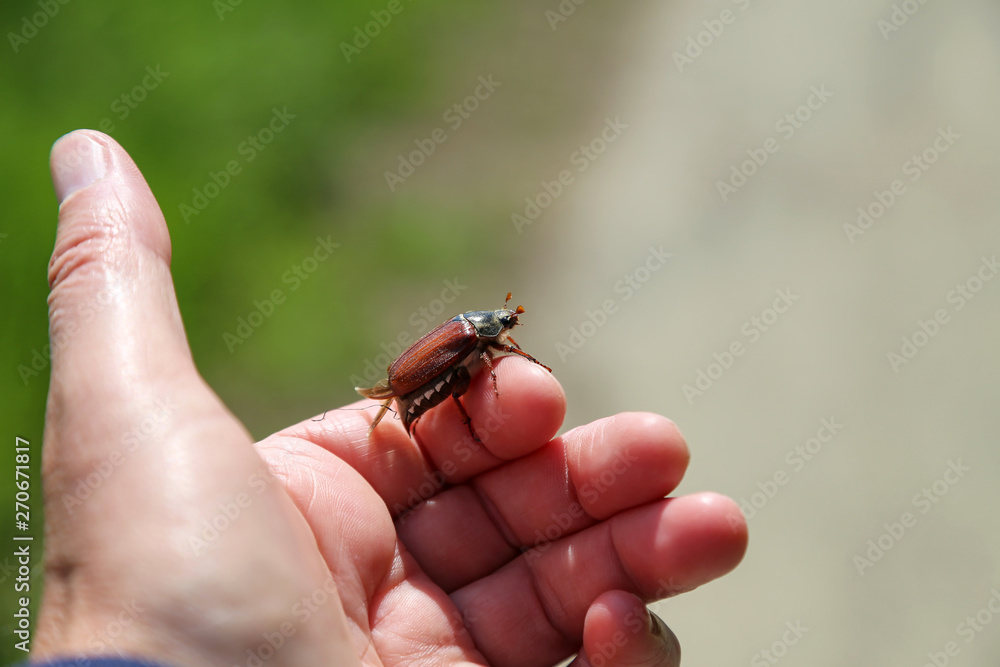 Obraz premium Common Cockchafer - Melolontha melolontha, known as a May bug or Doodlebug.