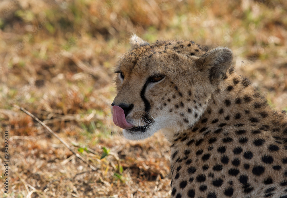 Close of Malaika cheetah, Masai Mara, Kenya Close of Malaika cheetah, Masai Mara, Kenya