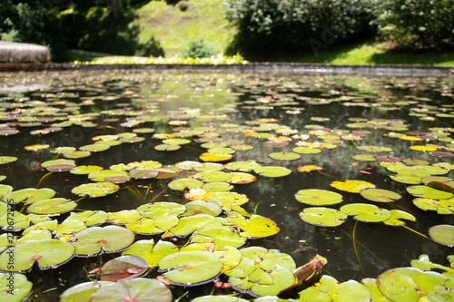 water lily in pond