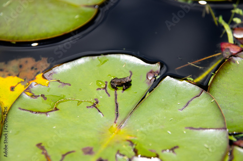little black frog on a lake