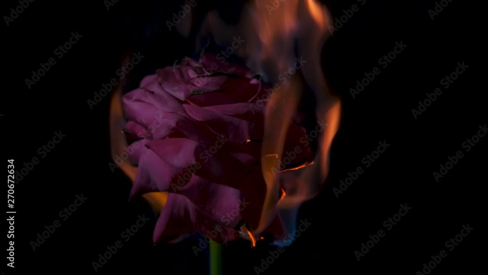 Rose is burning in fire. Fading beauty End of love. Burning red rose on ...