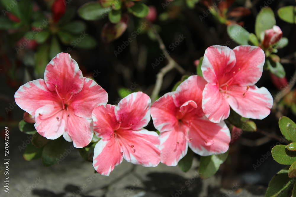 White trimmed azaleas in full bloom