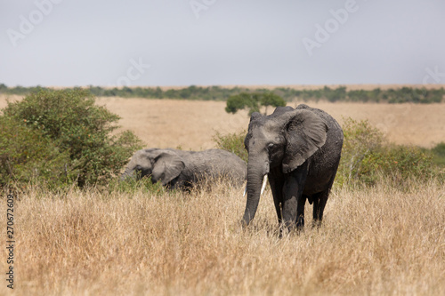 African elephants grazing at Masai Mara, Kenya