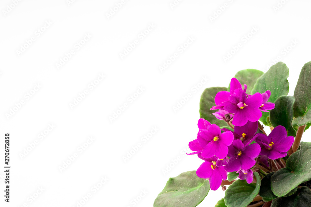 Obraz premium purple violet in flower pots