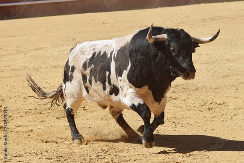 cow on farm © ivan