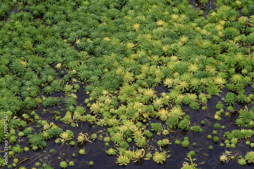 Parrotfeather (Myriophyllum aquaticum) is aquatic plants. photo
