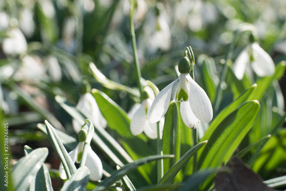 close up of snowdrop flowers in spring time