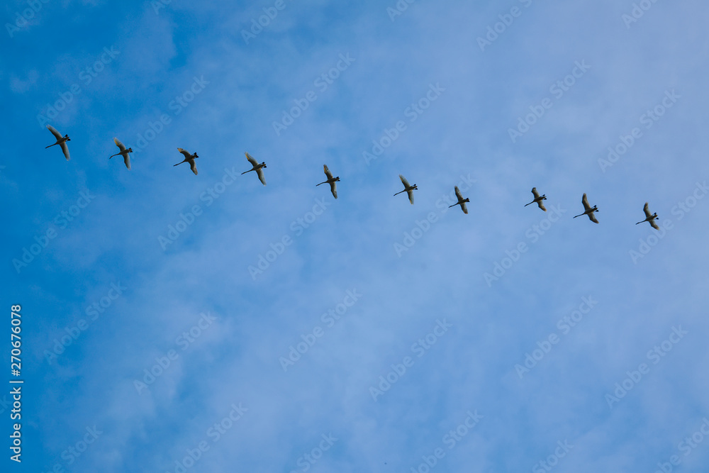 Obraz premium A flock of swans flying wedge in the evening sunset sky. Swans flying wedge.