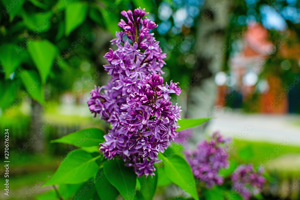 Lilac flowers. Green branch with spring lilac flowers. Lilac flowers. Green branch with spring lilac flowers.