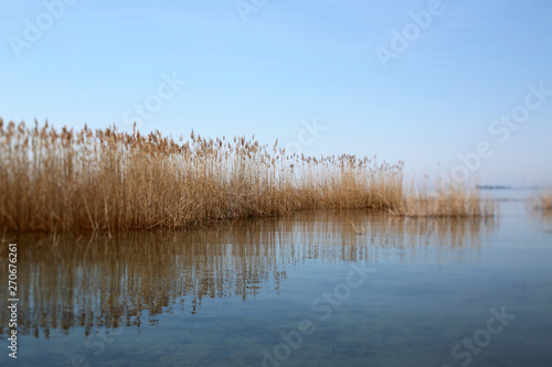 Dried Phragmite Grass In A Calm Lake photo