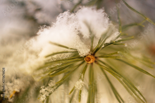 Close up of pine tree branch in the snow. Winter nature background. Soft selective focus. Vintage toned photo.