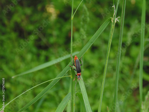 insecte cantharide rustique 