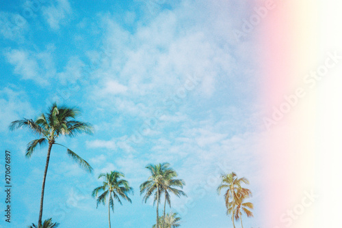 Maui, Hawaii scenery photo of blue skies and ocean and palm trees