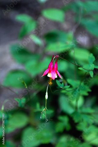 red flower