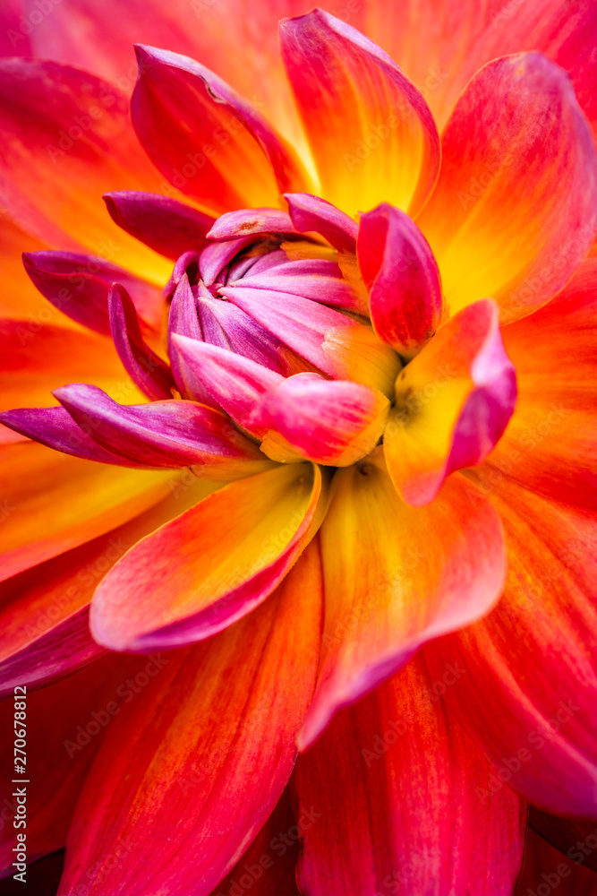 dahlia macro dahlia macro