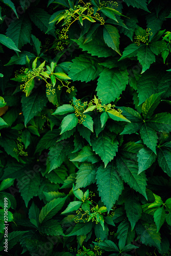 Wallpaper with diferent green tones of leafs. photo