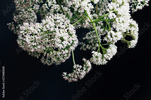 Valerian herb flowers