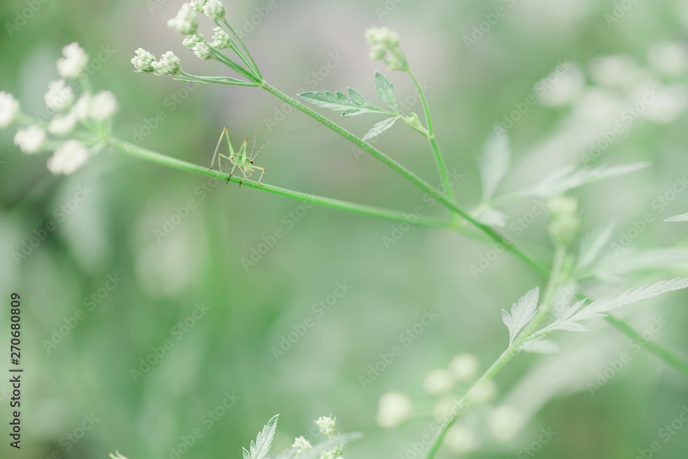 Tiny green and transparent insect on flower's stalk Tiny green and transparent insect on flower's stalk