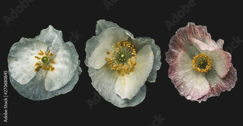 Close up of poppies photo