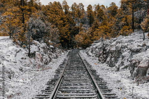 Nature of Chihuahua