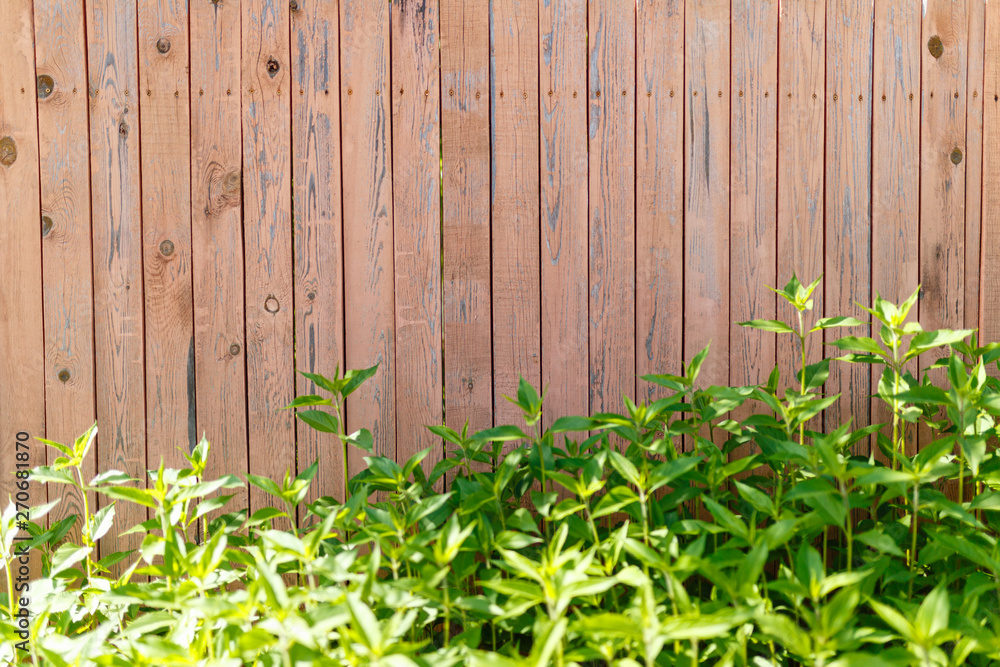 Wooden old fence background with foliage at the bottom. Fresh spring green grass on wooden fence background Wooden old fence background with foliage at the bottom. Fresh spring green grass on wooden fence background