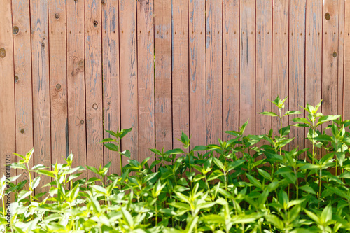 Wooden old fence background with foliage at the bottom. Fresh spring green grass on wooden fence background