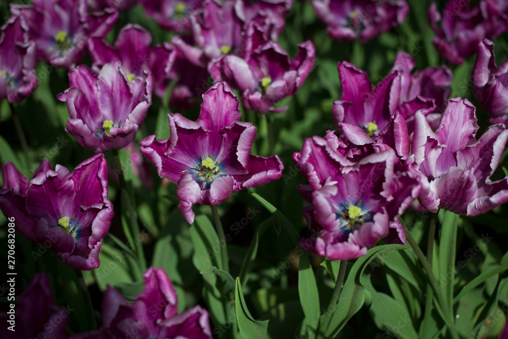 glade covered with many violet pink tulips glade covered with many violet pink tulips