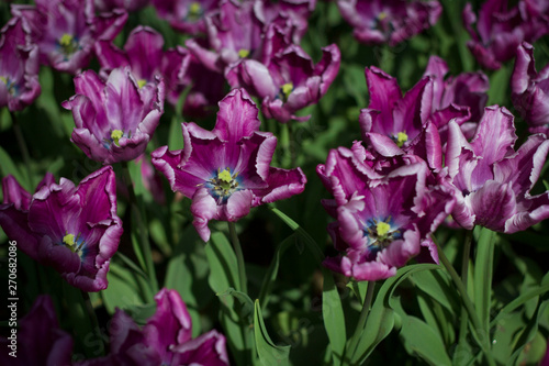 Fototapeta Naklejka Na Ścianę i Meble -  glade covered with many violet pink tulips