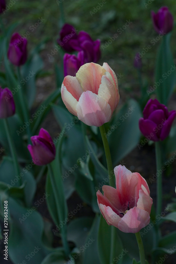Fototapeta premium large light pink tulips with white stripes close up