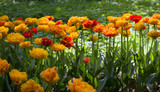 large bright yellow tulips lit by the sun on the background of other flowers.