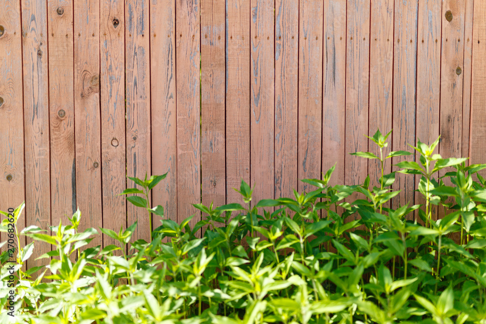 Wooden old fence background with foliage at the bottom. Fresh spring green grass on wooden fence background Wooden old fence background with foliage at the bottom. Fresh spring green grass on wooden fence background