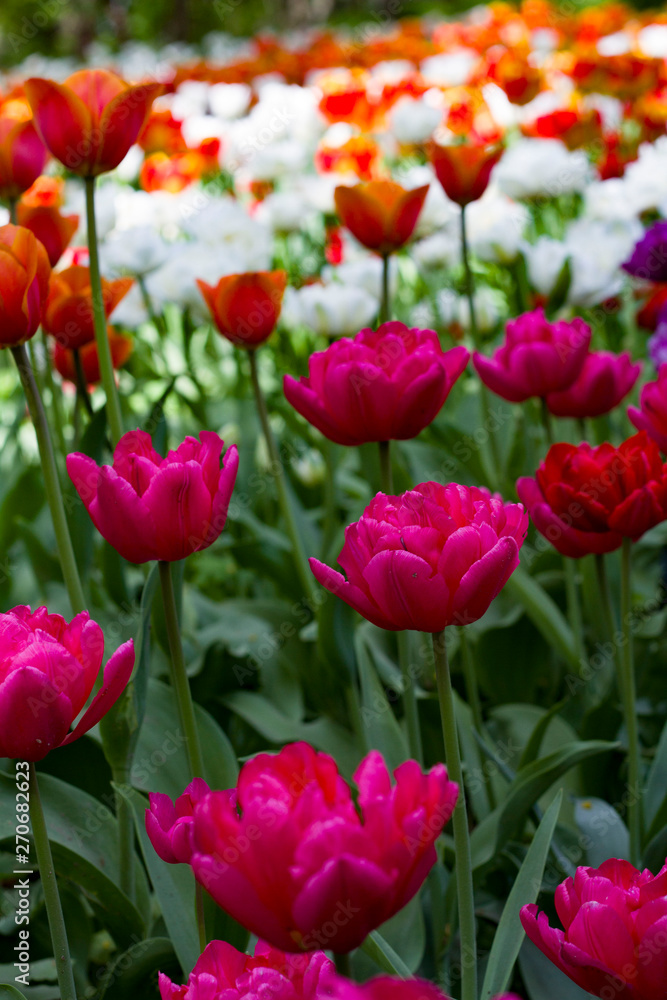 a large glade dotted with multicolored tulips lit by the bright sun. a large glade dotted with multicolored tulips lit by the bright sun.