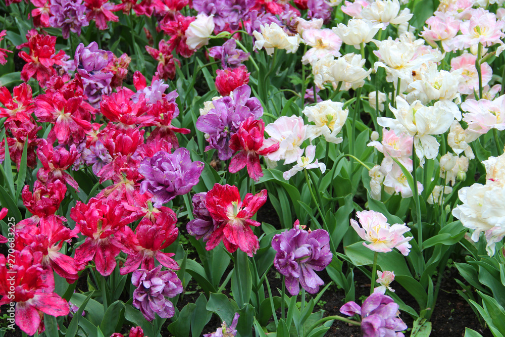 Multicolored tulips on a sick flower bed in nature Multicolored tulips on a sick flower bed in nature