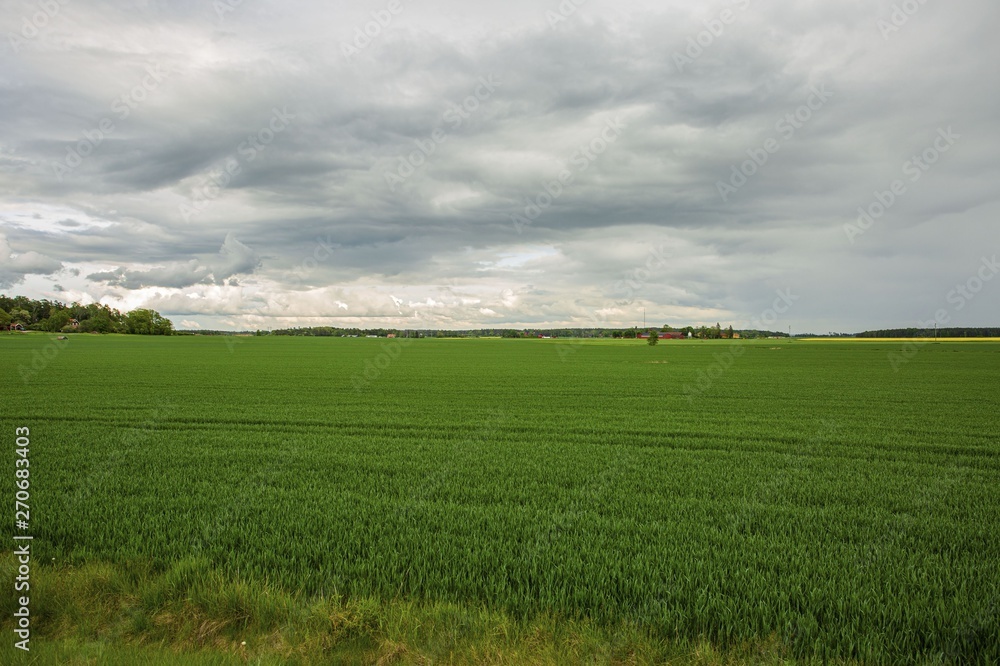 Gorgeous view of green field with rye. Beautiful green backgrounds. Sweden, Europe. Gorgeous view of green field with rye. Beautiful green backgrounds. Sweden, Europe.