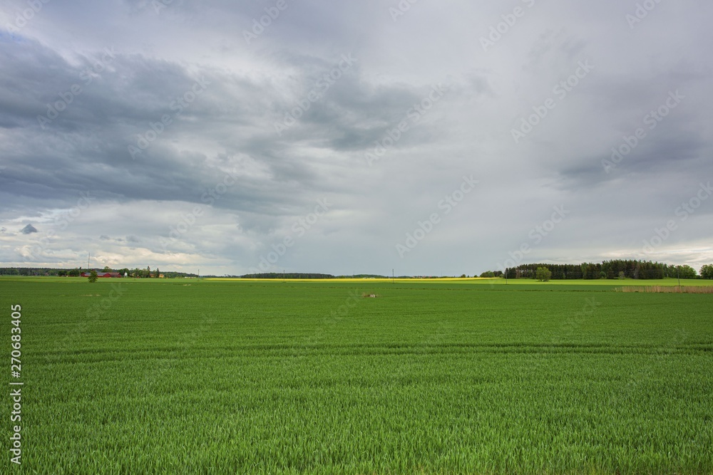 Gorgeous view of green field with  rye. Beautiful green backgrounds. Sweden, Europe.