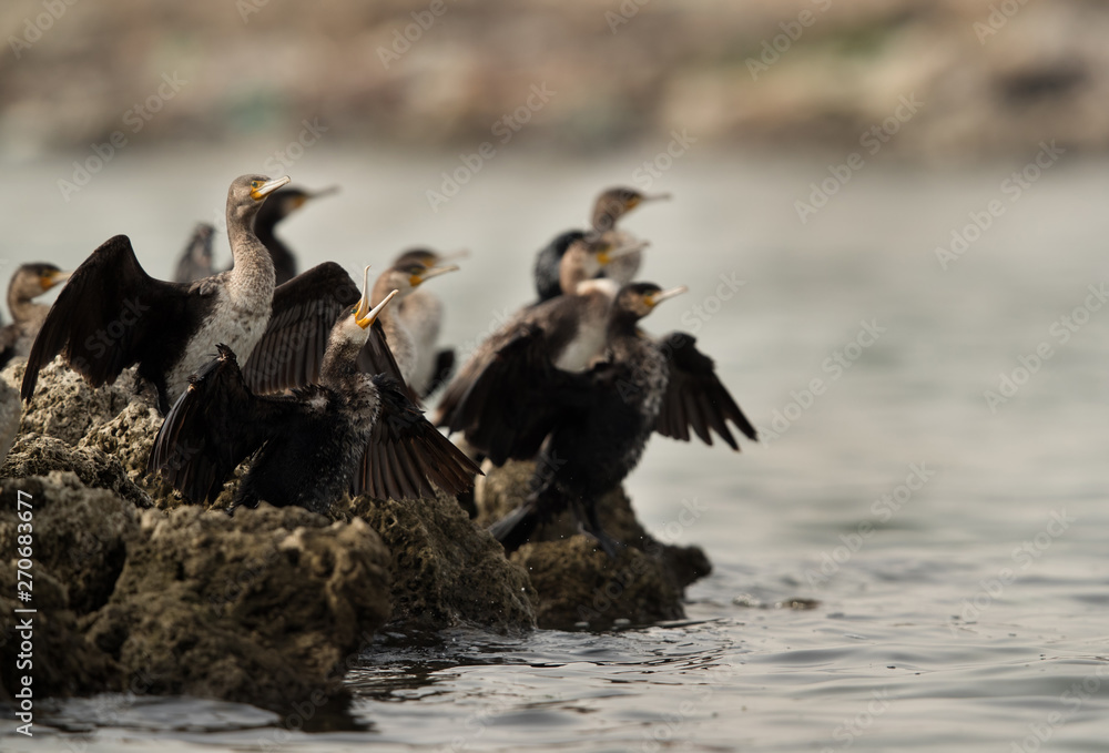 A flock of great cormorants at Aker coast, Bahrain - obrazy, fototapety, plakaty 