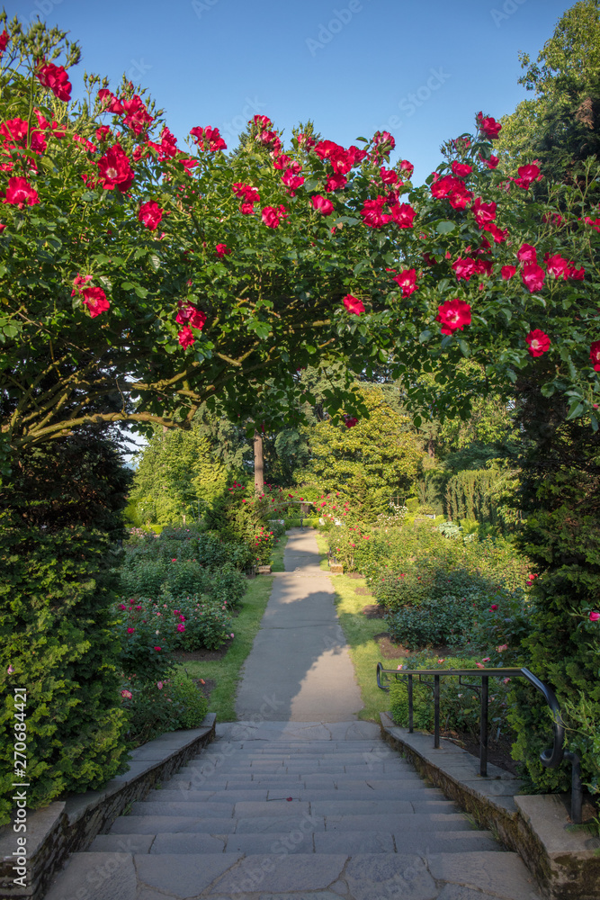 Naklejka premium Międzynarodowy Ogród Różany